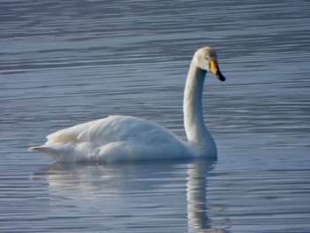 Tundra Swan 多々良沼 Sat, 2/24/2024