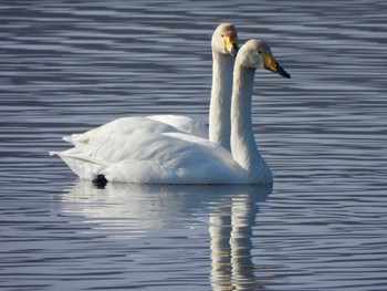 Whooper Swan 多々良沼 Sat, 2/24/2024