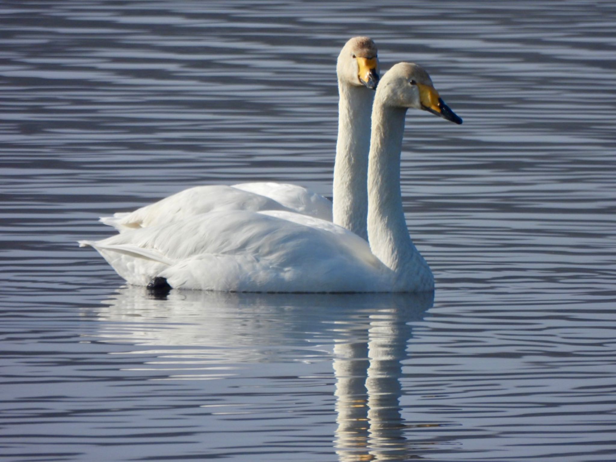 Whooper Swan