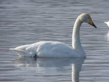 Whooper Swan 多々良沼 Sat, 2/24/2024