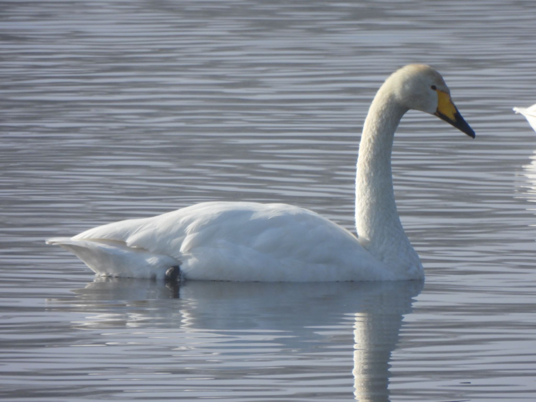 Whooper Swan