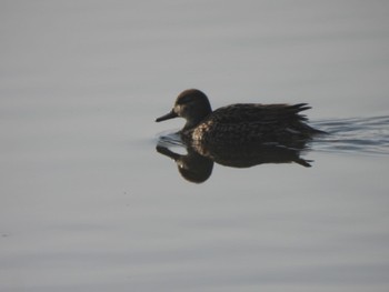 Eurasian Teal 多々良沼 Sat, 2/24/2024