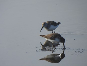 Dunlin 多々良沼 Sat, 2/24/2024