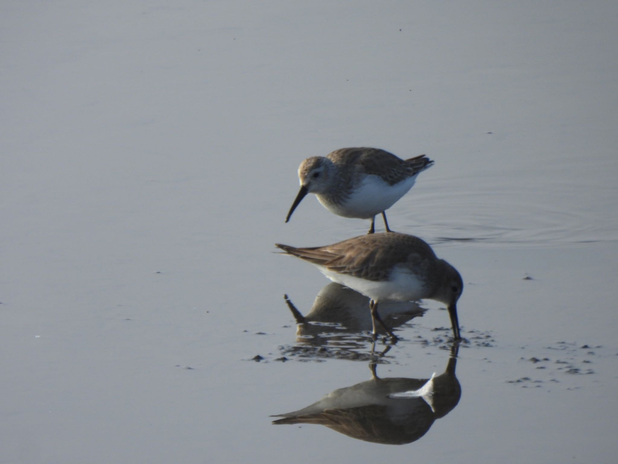 Dunlin