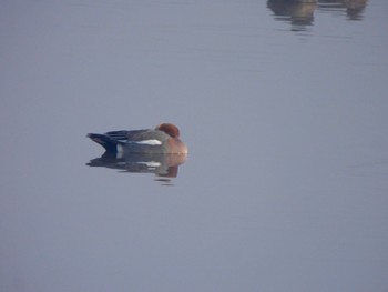 Eurasian Wigeon 多々良沼 Sat, 2/24/2024