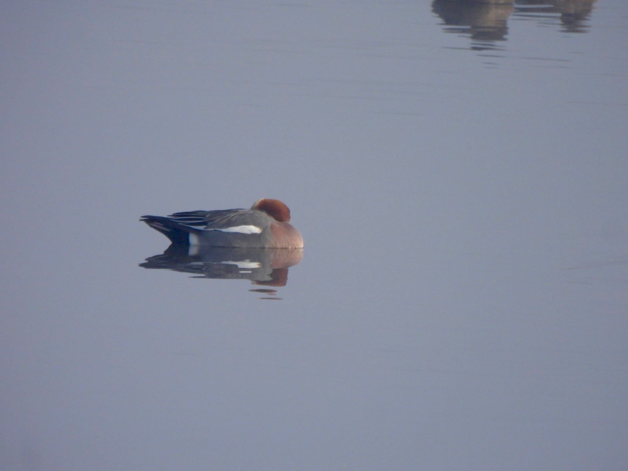Photo of Eurasian Wigeon at 多々良沼 by K