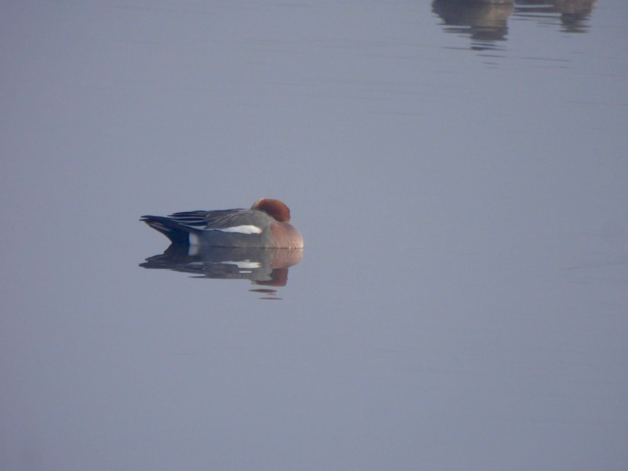 Eurasian Wigeon