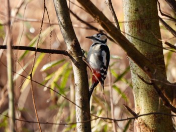 Great Spotted Woodpecker 多々良沼 Sat, 2/24/2024