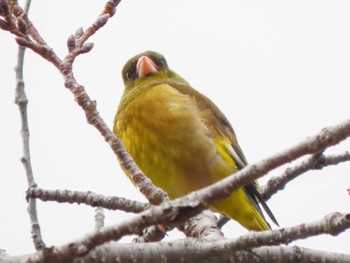 Grey-capped Greenfinch Nara Park Fri, 2/23/2024