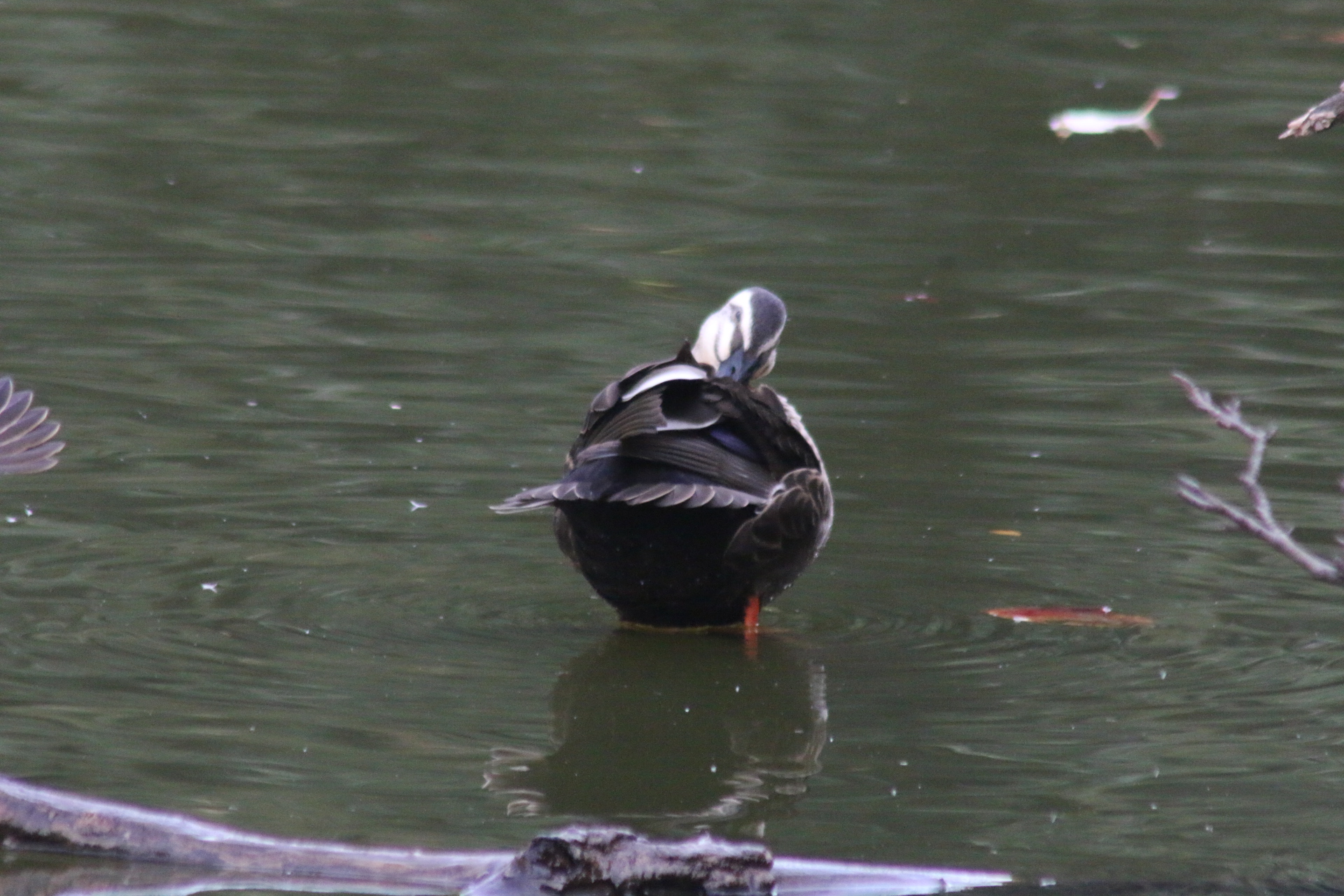 Eastern Spot-billed Duck