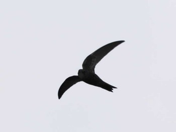 Pacific Swift 今津干潟 Sun, 6/4/2023