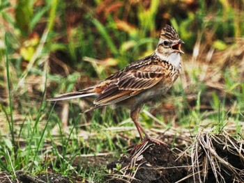 Sun, 6/4/2023 Birding report at 今津干潟