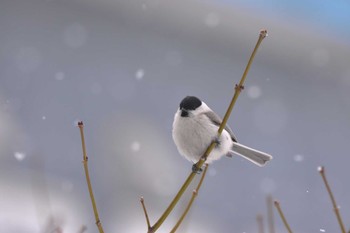 ハシブトガラ 札幌モエレ沼公園 2024年2月24日(土)