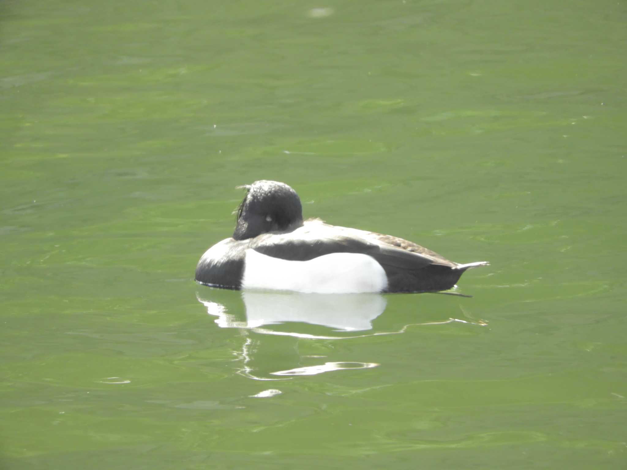 Tufted Duck