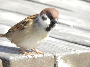 Eurasian Tree Sparrow Imperial Palace Sat, 2/24/2024