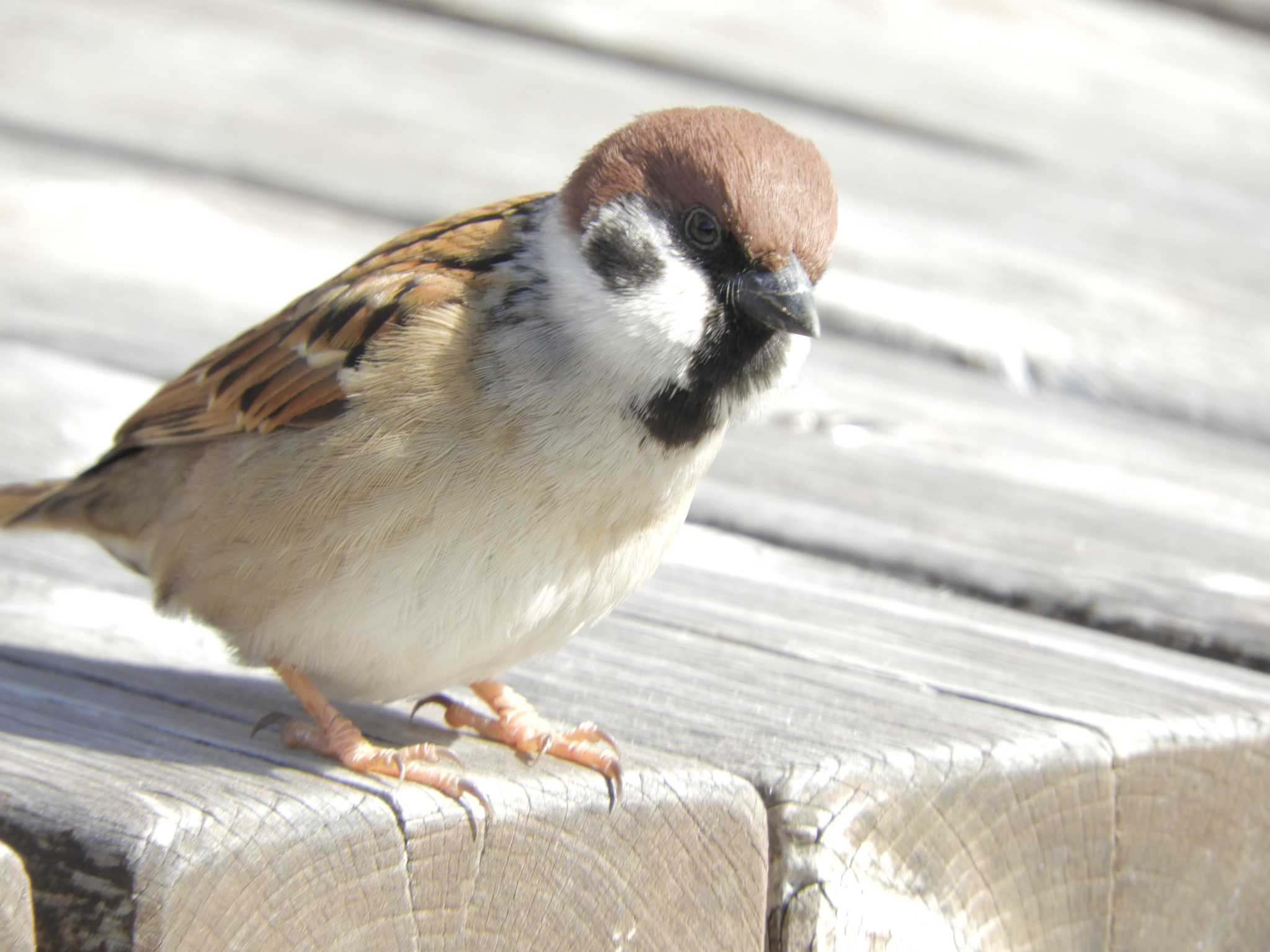 Eurasian Tree Sparrow