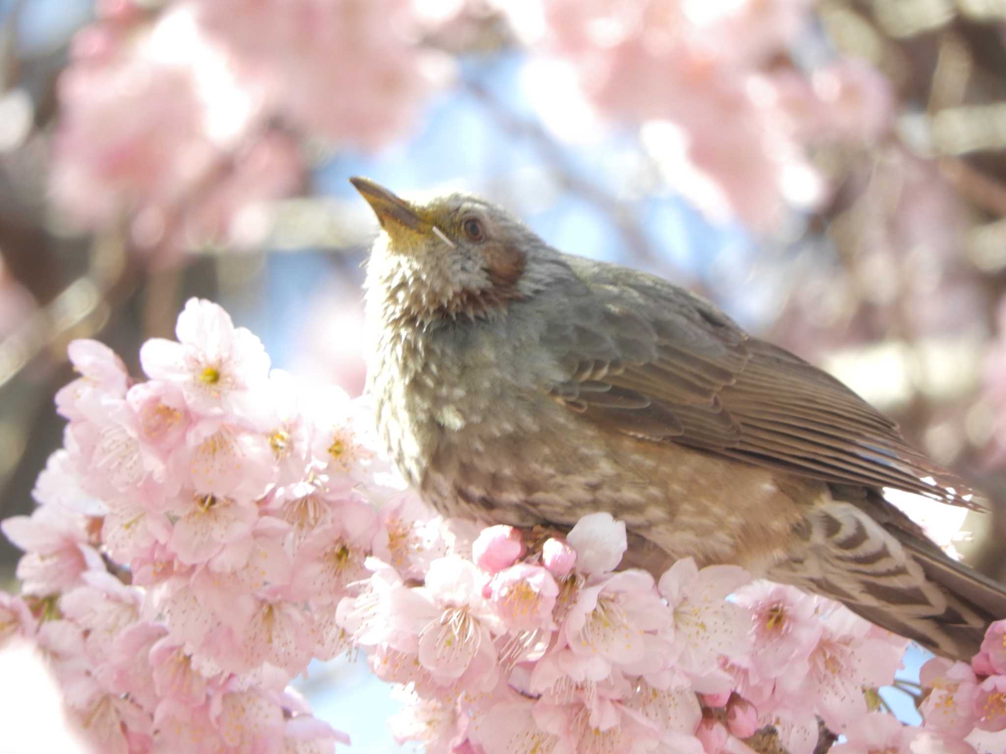 Brown-eared Bulbul