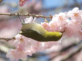 メジロ 皇居東御苑 2024年2月24日(土)