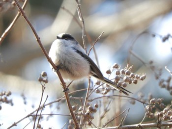 Long-tailed Tit Imperial Palace Sat, 2/24/2024