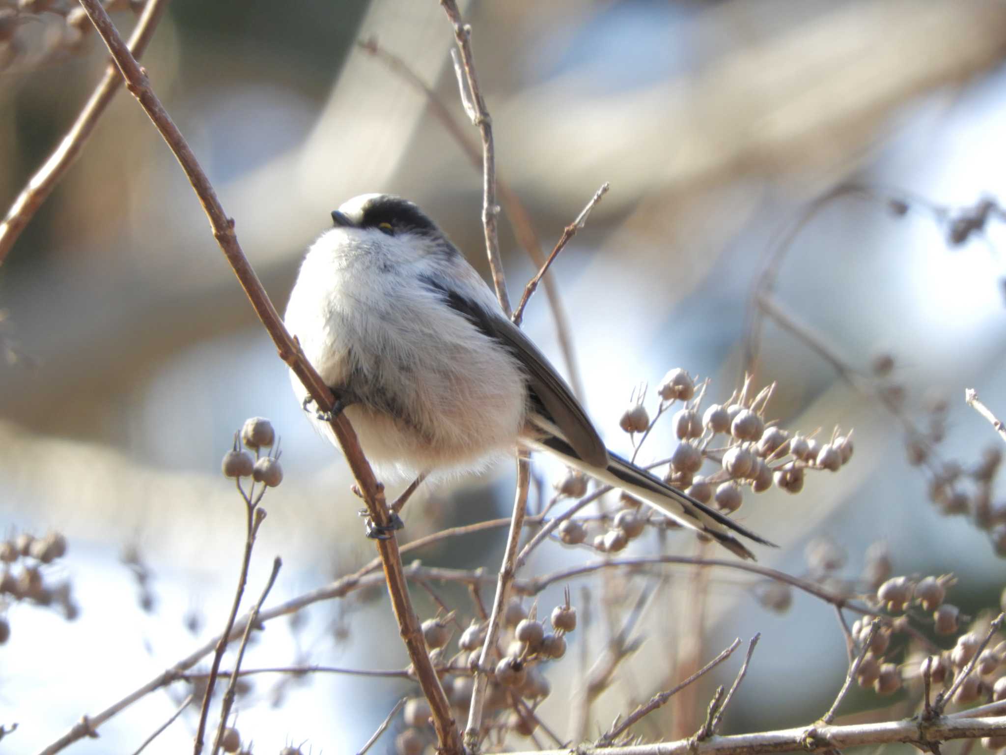 Photo of Long-tailed Tit at Imperial Palace by maru