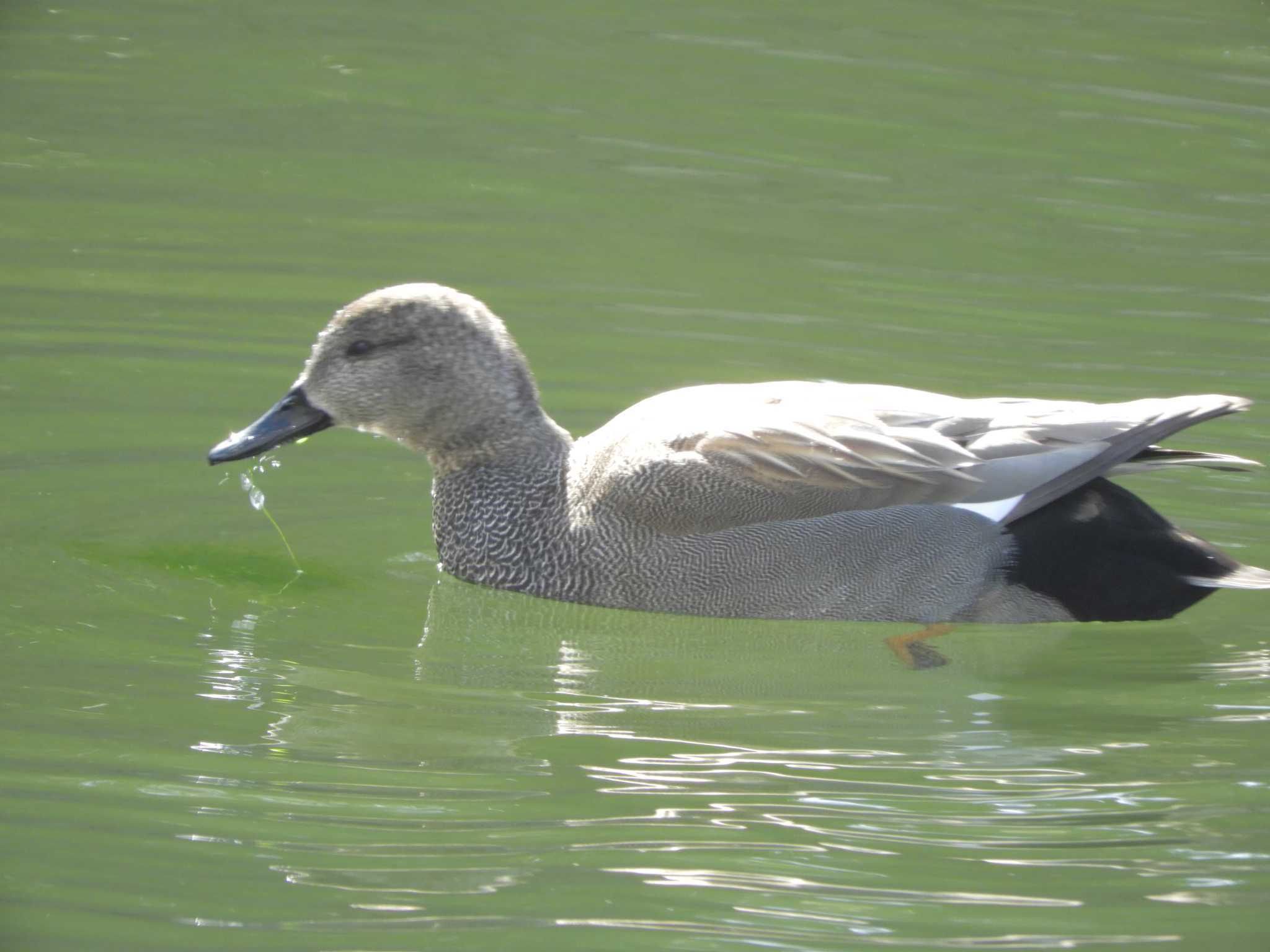 Photo of Gadwall at Imperial Palace by maru