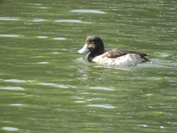 Greater Scaup Imperial Palace Sat, 2/24/2024