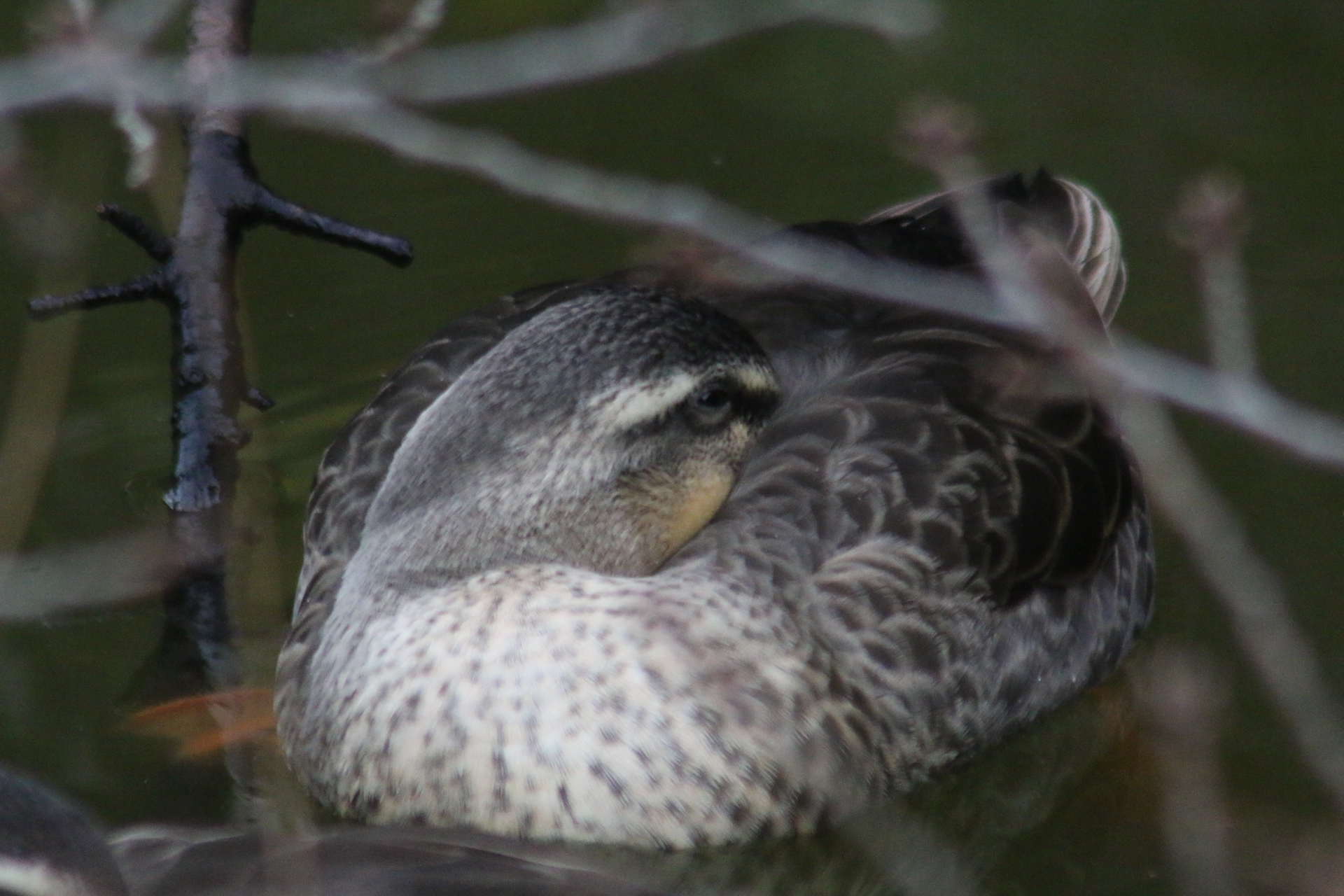 Eastern Spot-billed Duck