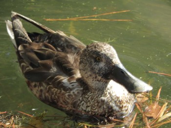 Northern Shoveler Imperial Palace Sat, 2/24/2024