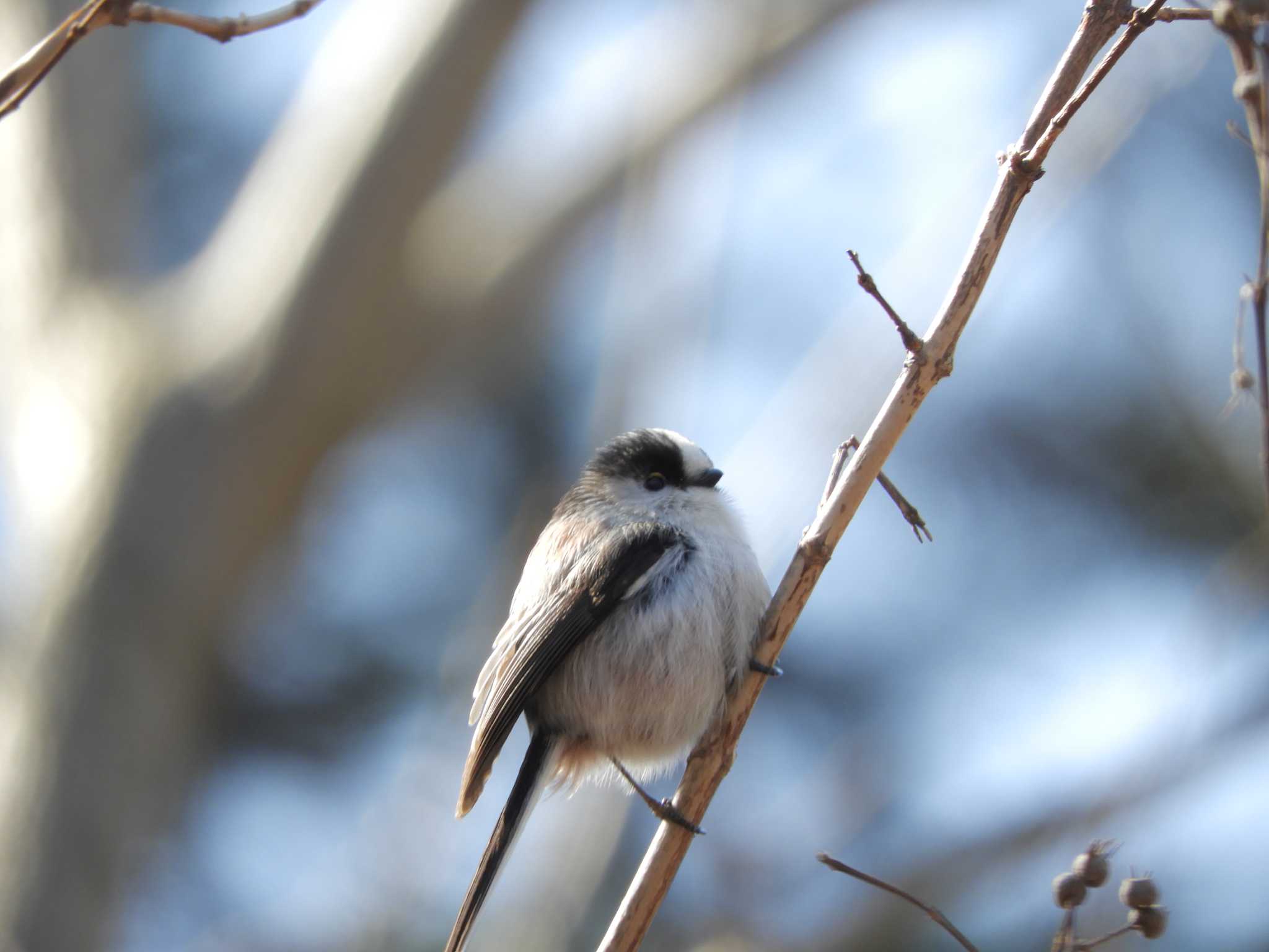 Long-tailed Tit