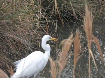 2024年2月24日(土) 和歌山県橋本市の野鳥観察記録