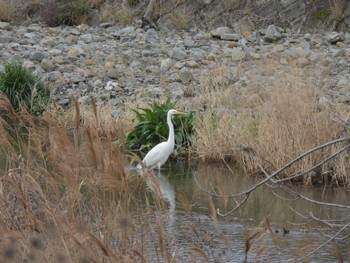 チュウサギ 和歌山県橋本市 2024年2月24日(土)