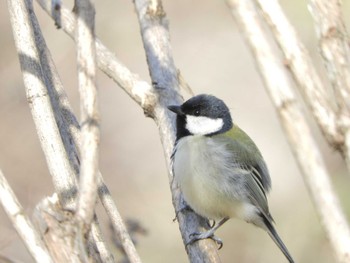 Japanese Tit Imperial Palace Sat, 2/24/2024