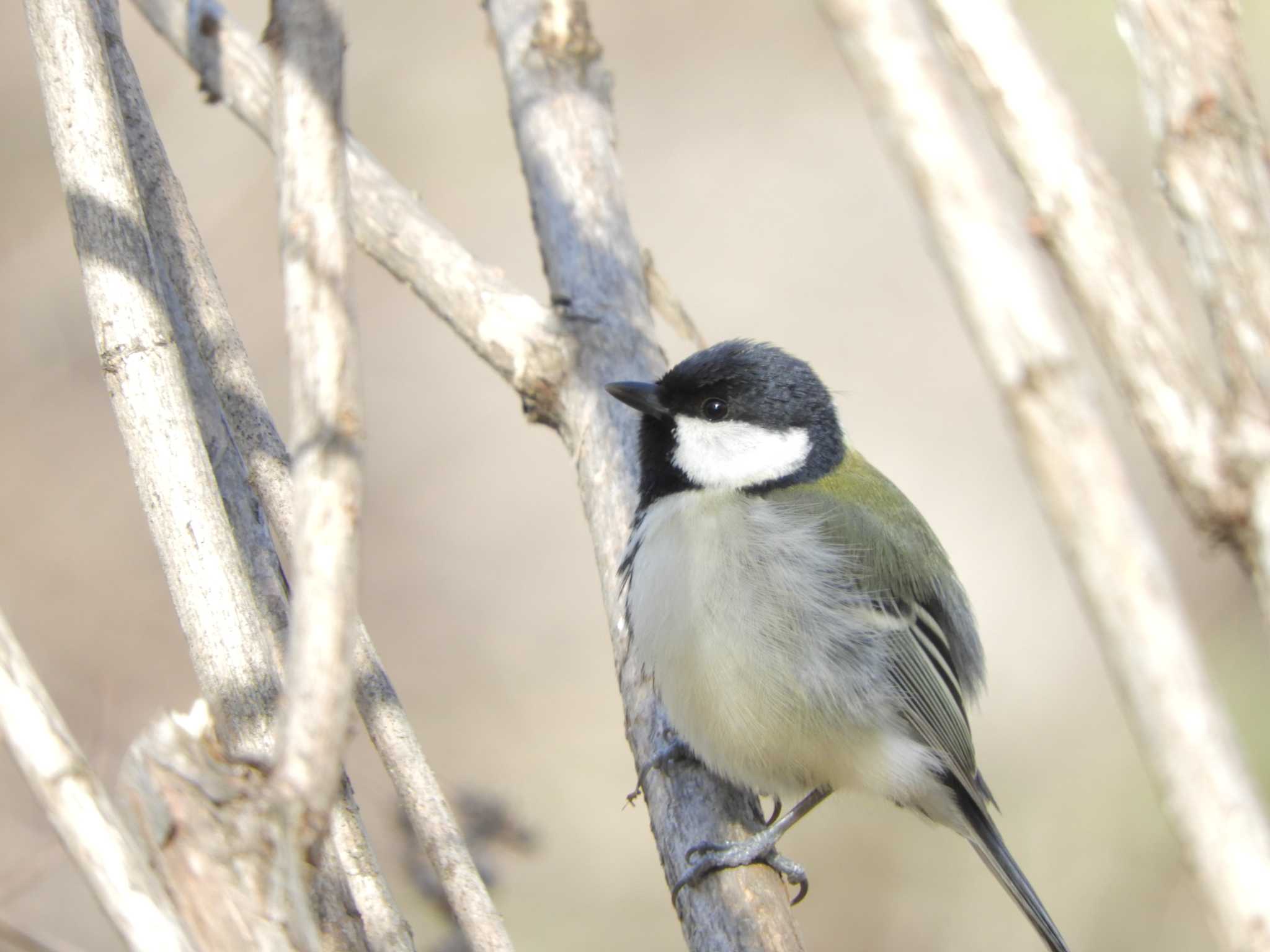 Photo of Japanese Tit at Imperial Palace by maru