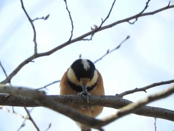 Varied Tit Imperial Palace Sat, 2/24/2024