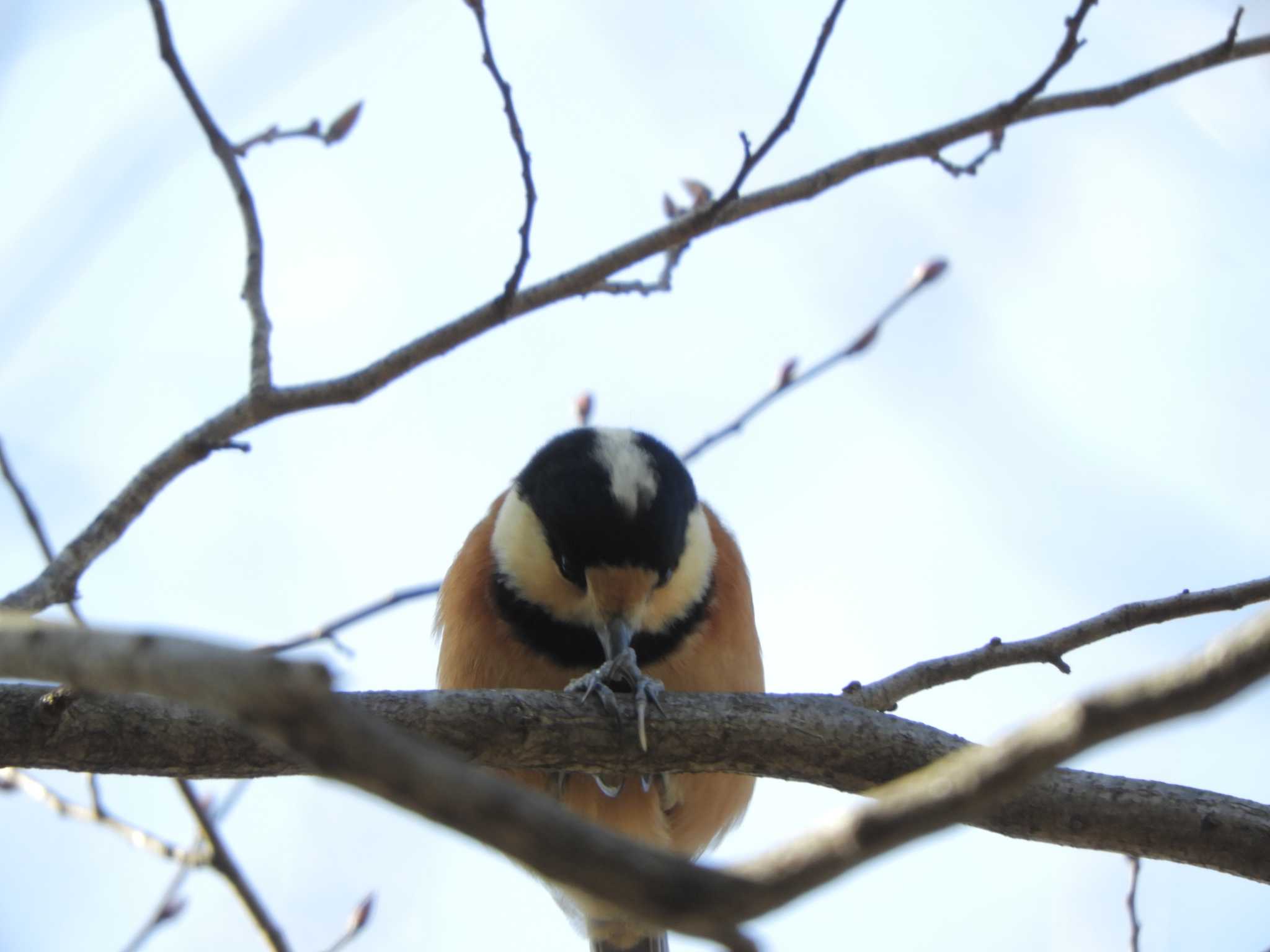 Varied Tit