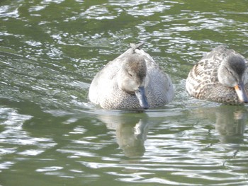 Gadwall Imperial Palace Sat, 2/24/2024