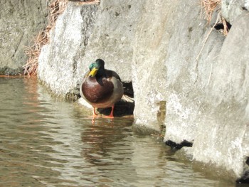 Mallard Imperial Palace Sat, 2/24/2024