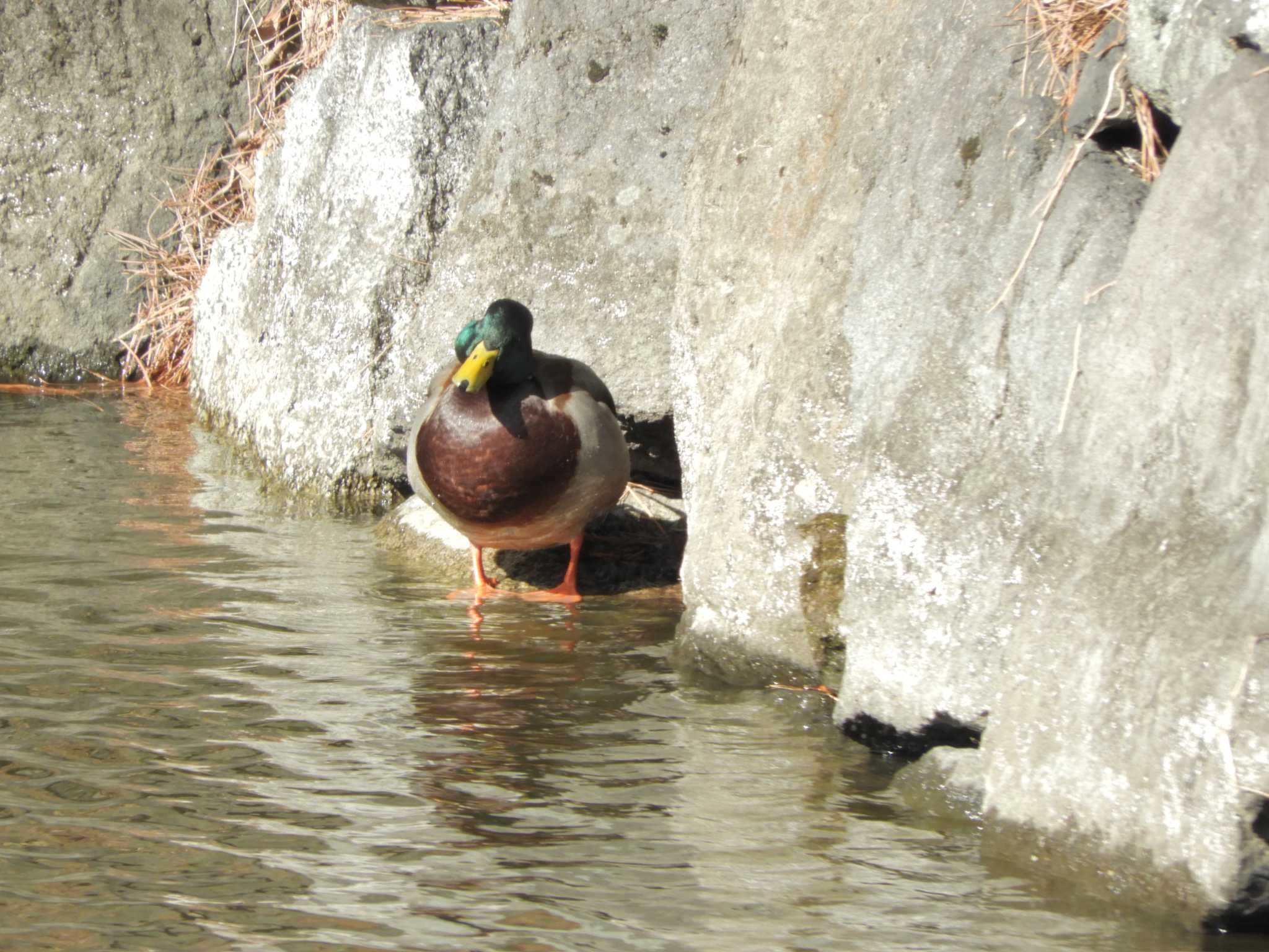 Photo of Mallard at Imperial Palace by maru