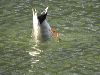 Gadwall Imperial Palace Sat, 2/24/2024