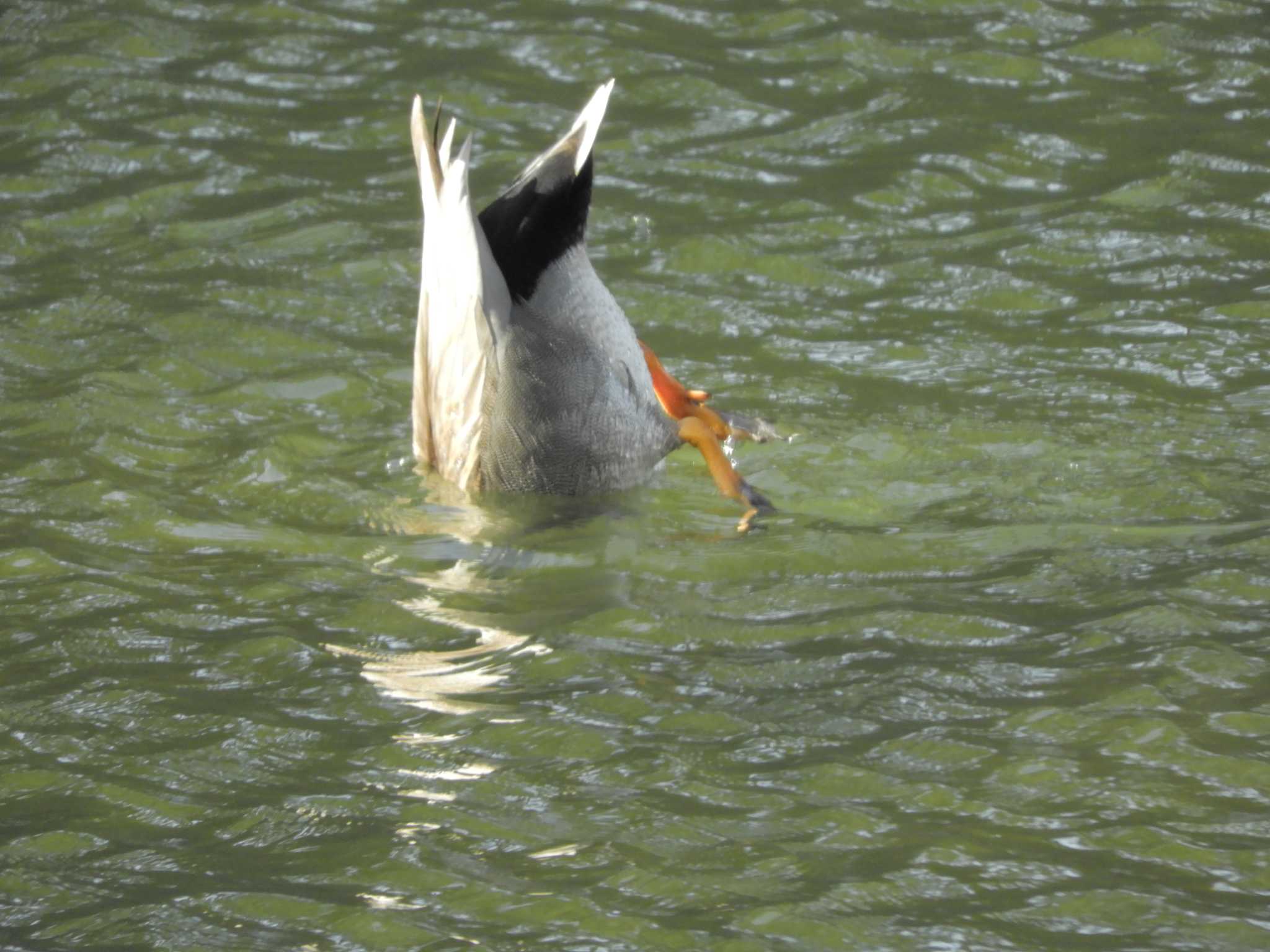 Gadwall