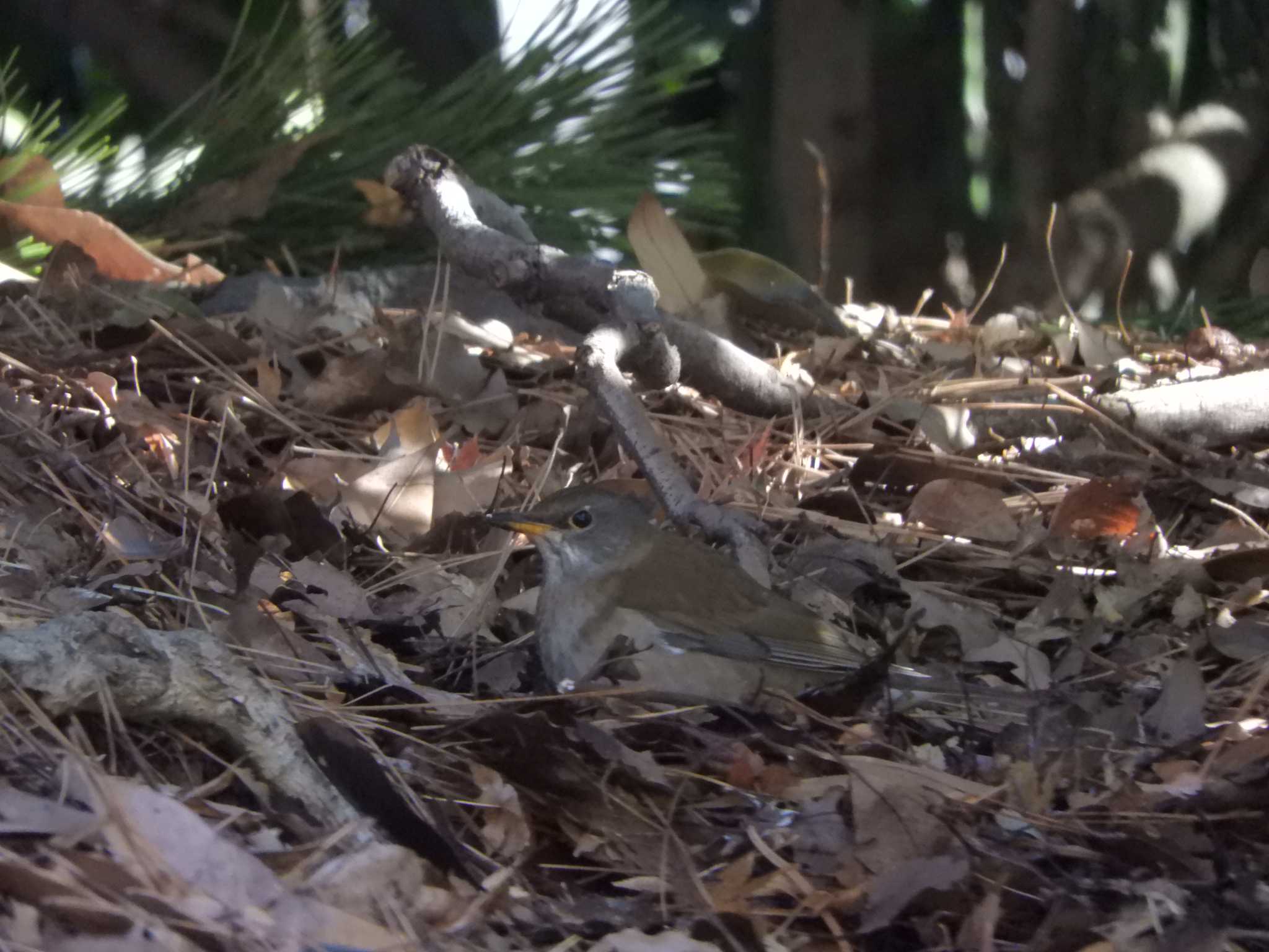 Pale Thrush