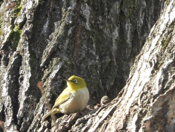 Warbling White-eye Imperial Palace Sat, 2/24/2024