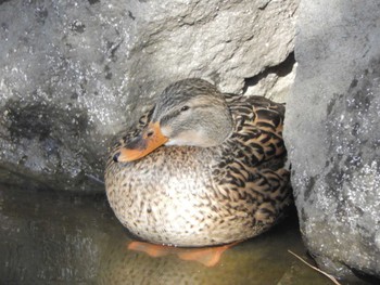 Mallard Imperial Palace Sat, 2/24/2024