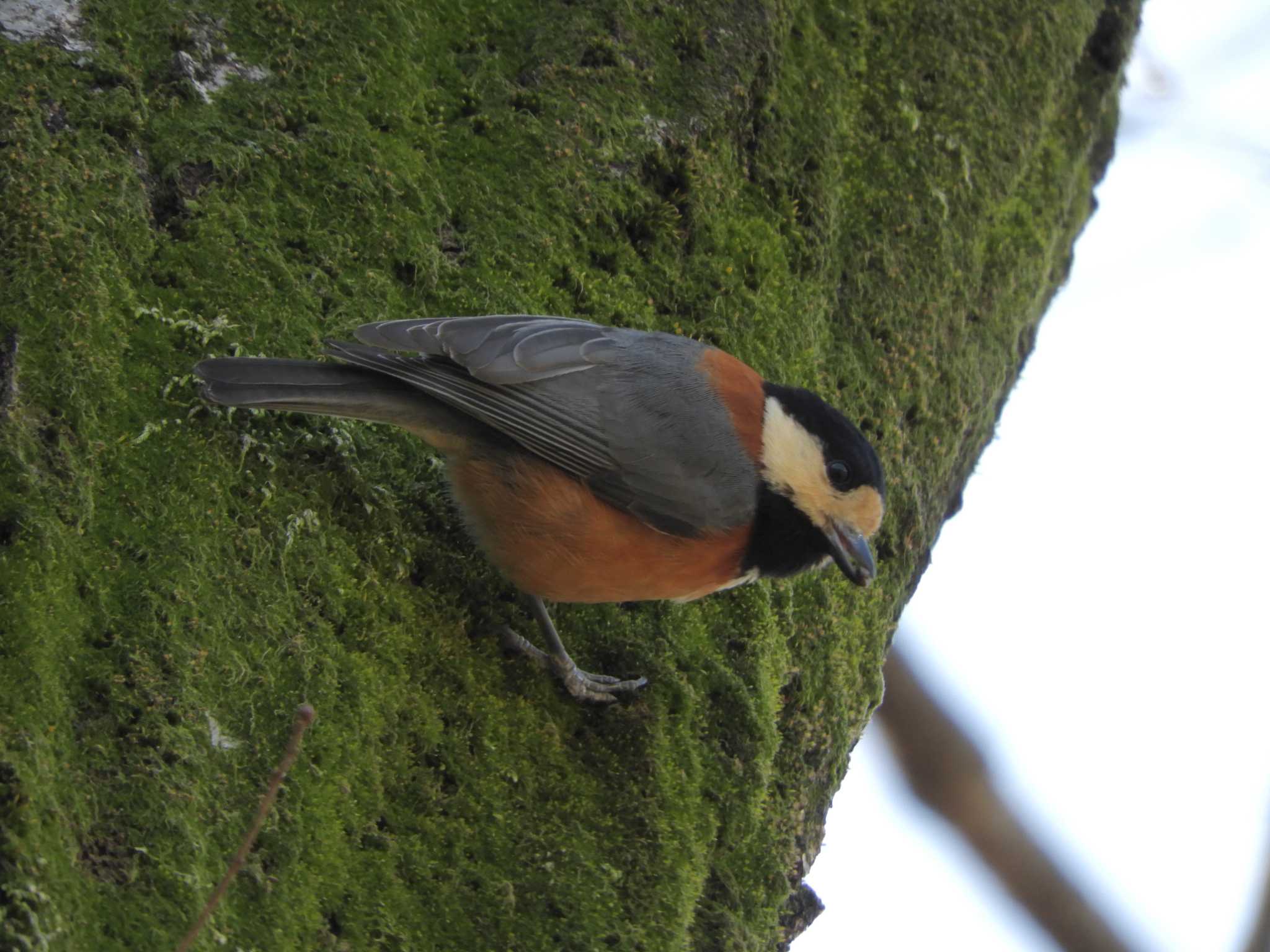 Photo of Varied Tit at Imperial Palace by maru