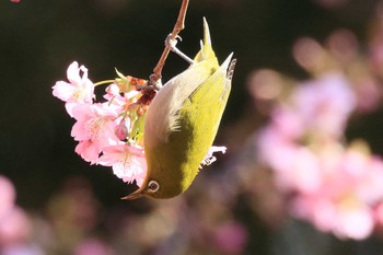 Warbling White-eye 萬葉公園 Sat, 2/24/2024