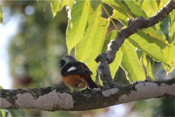 Daurian Redstart 静岡県伊東市富戸 Tue, 11/27/2018