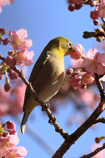 メジロ 萬葉公園 2024年2月24日(土)