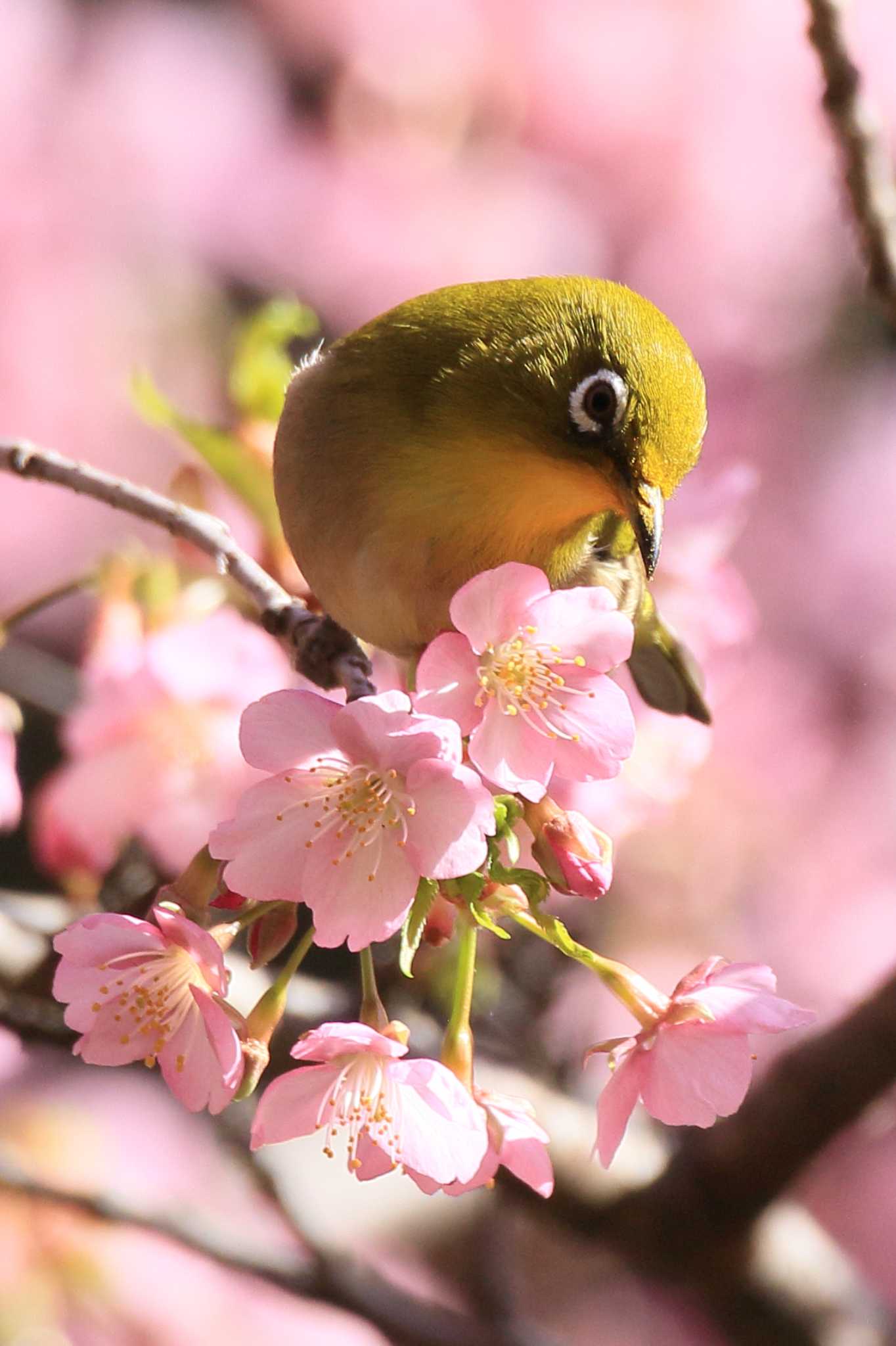 Photo of Warbling White-eye at 萬葉公園 by ごろう