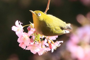 Warbling White-eye 万葉公園 Sat, 2/24/2024