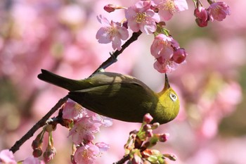 メジロ 萬葉公園 2024年2月24日(土)